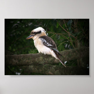Poster Bunya Mountain Kookaburra