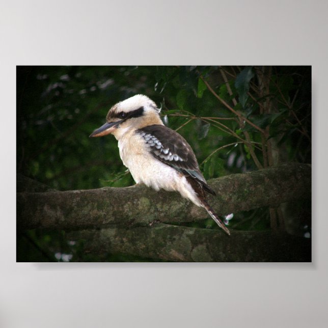 Poster Bunya Mountain Kookaburra (Frente)