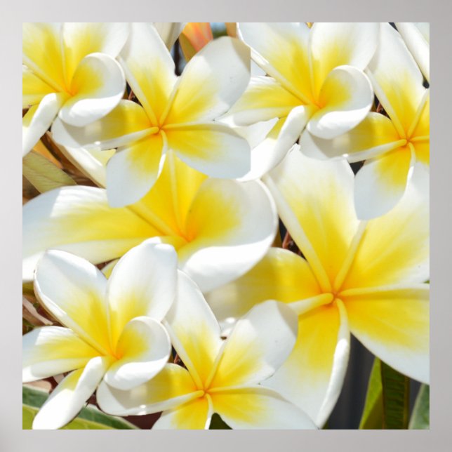 Poster Buquê amarelo branco de Frangipani, (Frente)