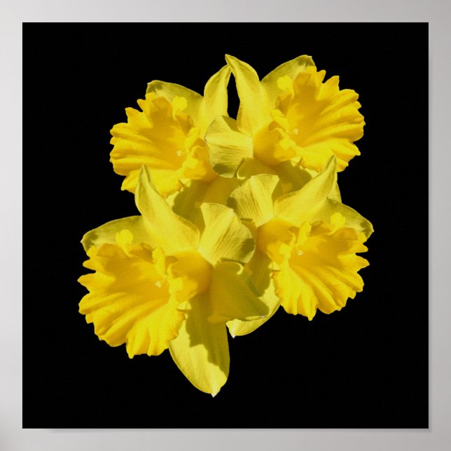 Poster Buquê Amarelo de Flores Daffodil (Frente)