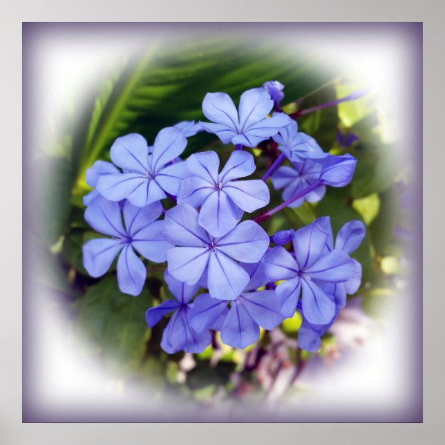 Poster buquê azul (Frente)