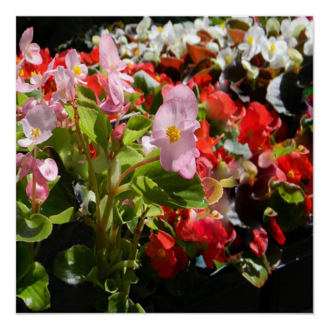 Póster Buquê de Begonias... (Frente)