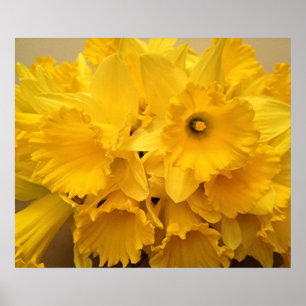 Poster Buquê de Daffodils