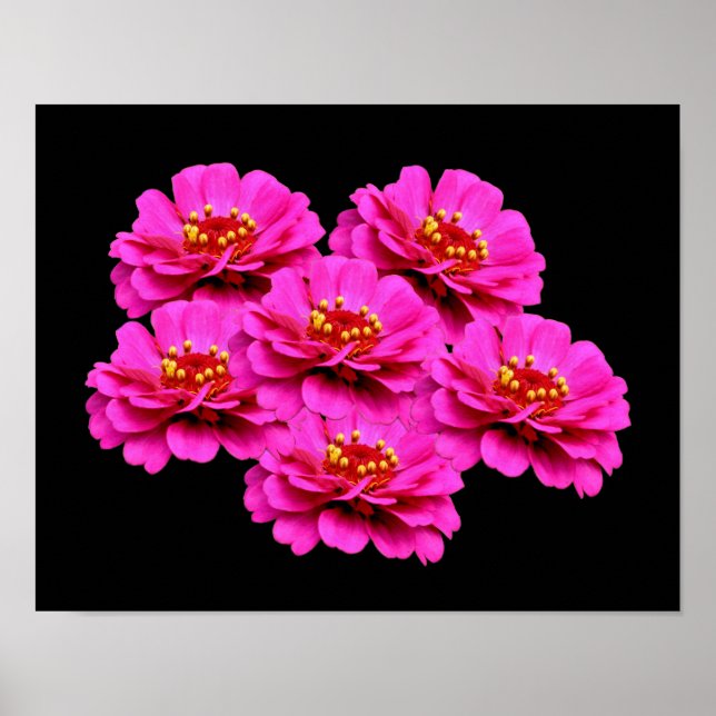 Poster Buquê de Flor Zinnia Rosa (Frente)