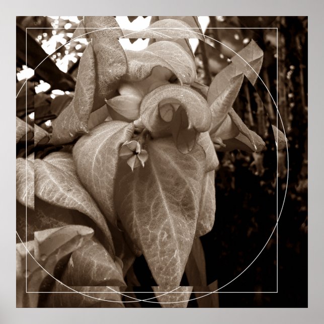 Poster Buquê de folhas (Frente)