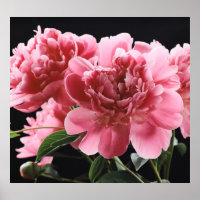 Buquê de Pedônia Fechado: Vermelho Cor-de-rosa