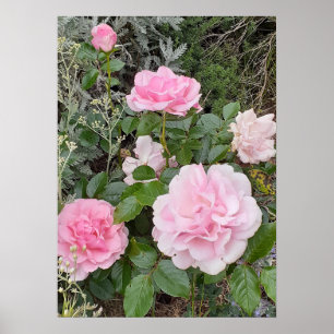 Poster Buquê de Rosas Rosa Flor Floral Jardim Radox