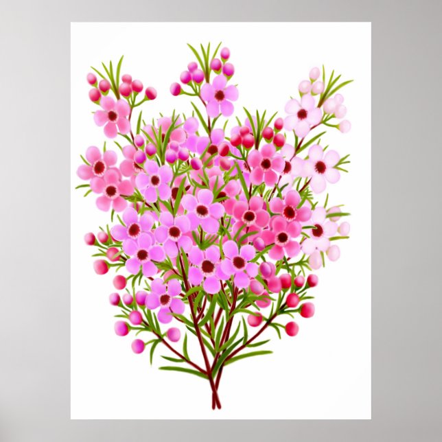 Poster Buquê de Waxflower australiano (Frente)