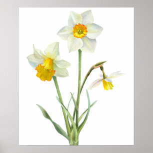 Poster Buquê Flor de Primavera Daffodil Aquarela