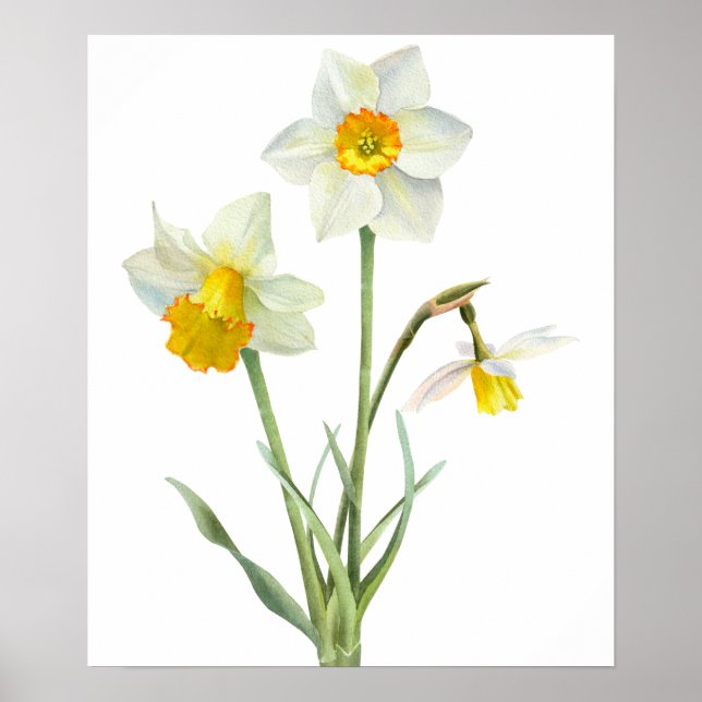 Poster Buquê Flor de Primavera Daffodil Aquarela (Frente)