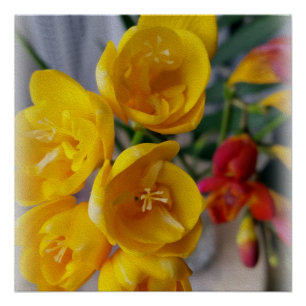 Póster buquê freesias