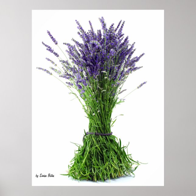 Poster buquê lavanda (Frente)