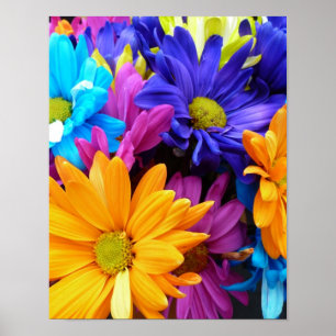 Póster Buquê Vibrante Gerbera Daisy