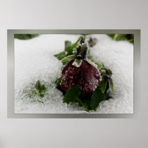 Poster Burgundy Pansy