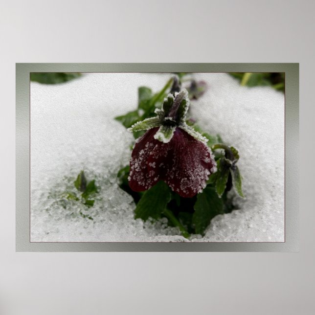 Poster Burgundy Pansy (Frente)
