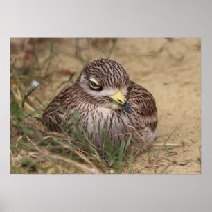 Póster Burhinus oedicnemus
