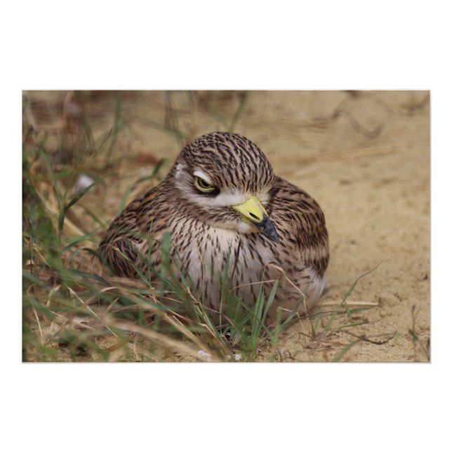 Póster Burhinus oedicnemus (Frente)