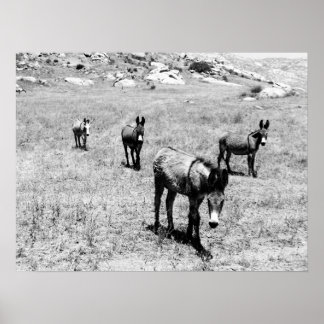 Póster burro 001
