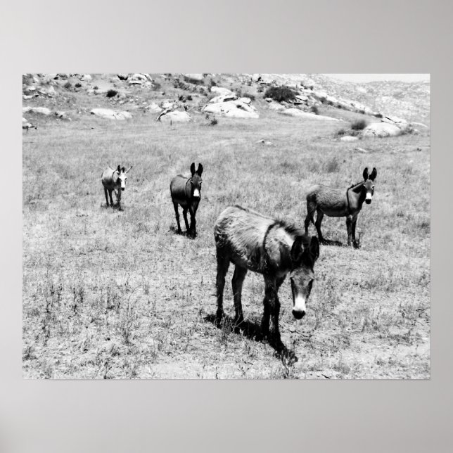 Póster burro 001 (Frente)