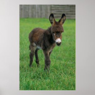 Poster Burro, burro de anão em Koppel, retrato,