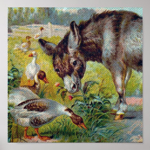 Poster Burro e gansos