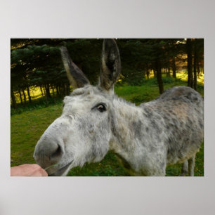 Póster Burro Fofa Fazenda de Mulas Animal País Destino