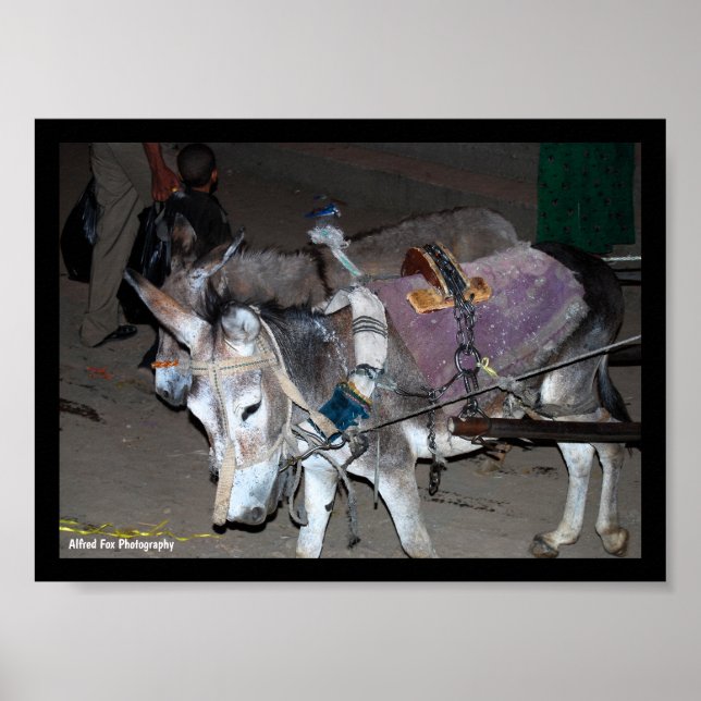 Poster Burros de Luxor (Frente)