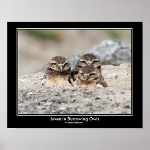 Poster Burrowing juvenil da coruja