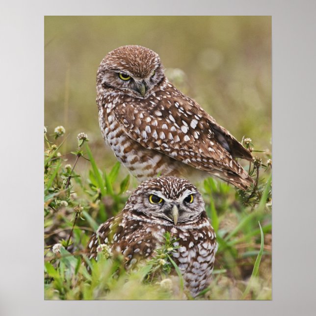 Póster Burrowing Owl, Athene Cunicularia, Cabo Coral, (Frente)