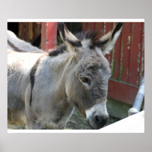 Póster Burrro Mula Fazenda Animal País Destino