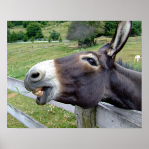 Póster Burrro Mula Fazenda Animal País Destino