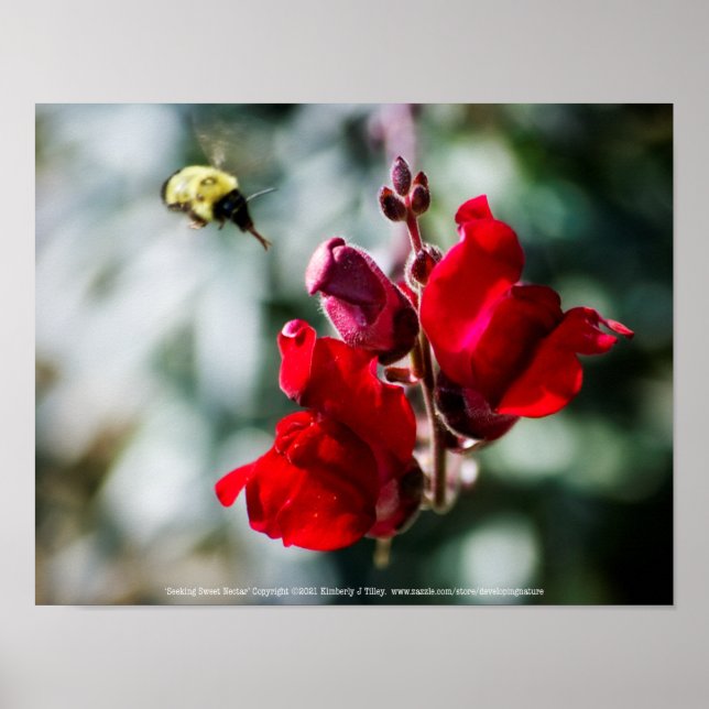 Poster Buscando Néctar Doce (Frente)