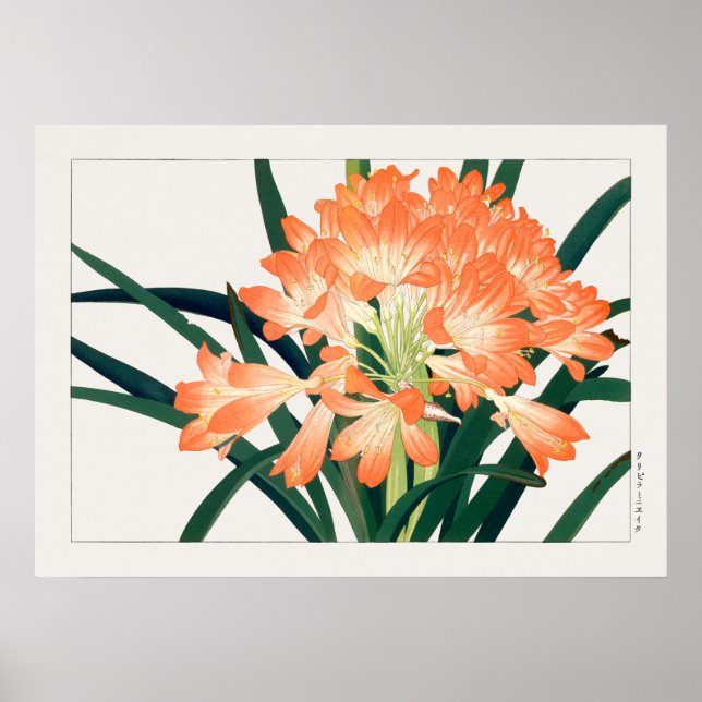 Poster Bush Lily, Clivia miniata, Flores, Tanigami Kona, (Frente)