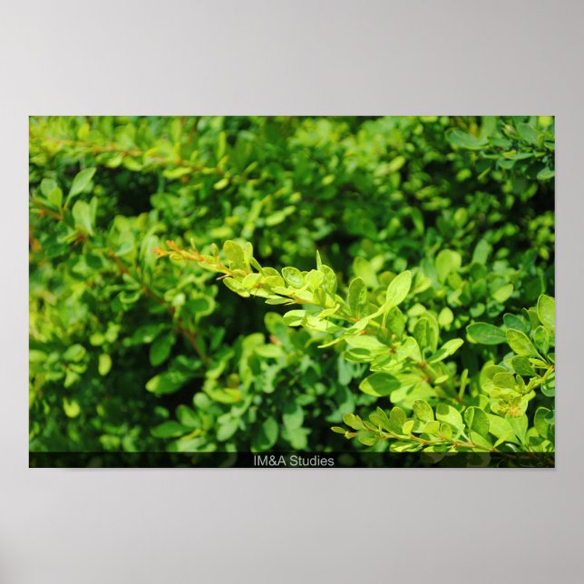 Poster Bush perto de Lagoa. (Frente)