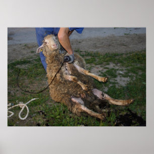 Póster Busy Sheep Shearer