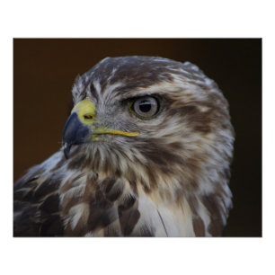 Póster Buteo buteo