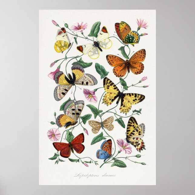 Poster Butterflies & Moths 2 (Frente)