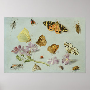 Póster Butterflies, moths and other insects