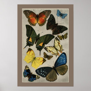 Póster Butterflies Vintage 1904 Ilustração