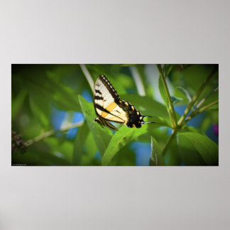 Poster Butterfly,