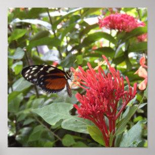 poster butterfly1