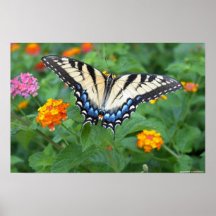 Poster Butterfly - Eastern Tiger Swallowtail