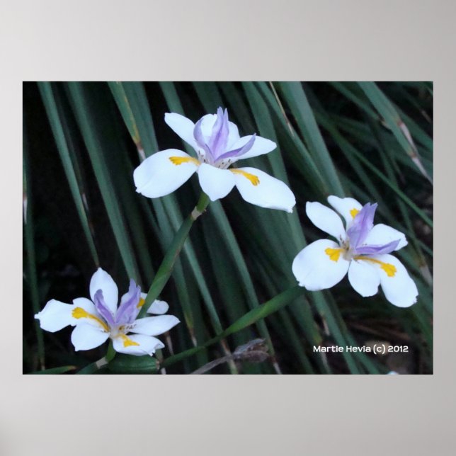 Póster Butterfly Iris Trio (Frente)
