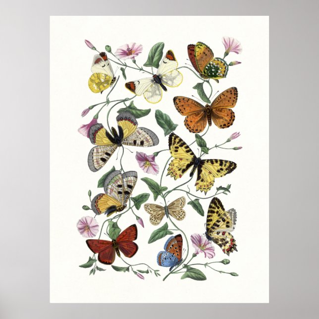 Poster Butterfly & Moth Vintage Print, Paul Gervais 1842 (Frente)