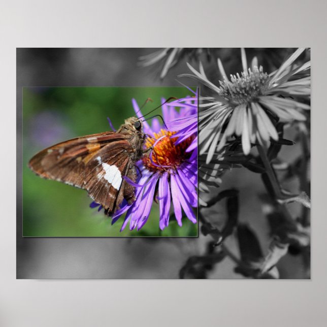 Poster Butterfly On Aster Flower Parcial Color (Frente)