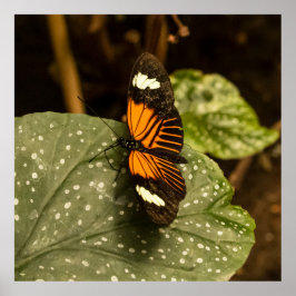 Poster Butterfly on Leaf