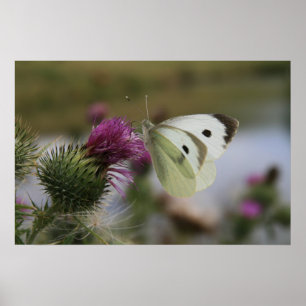 Póster Buttrerfly branco pequeno no cardo de lança