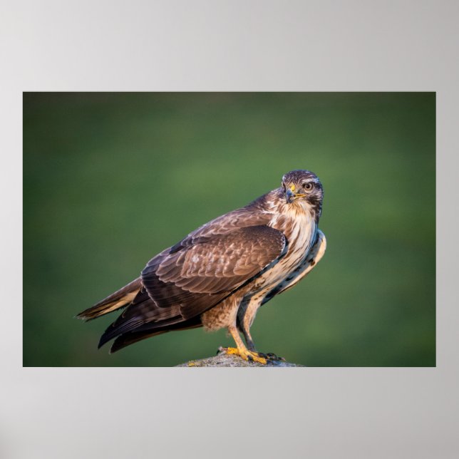 Poster Buzzard (Frente)