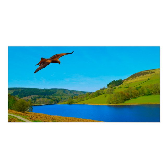Póster Buzzard comum em voo sobre o reservatório de Ladyb (Frente)