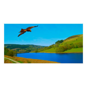 Póster Buzzard comum em voo sobre o reservatório de Ladyb